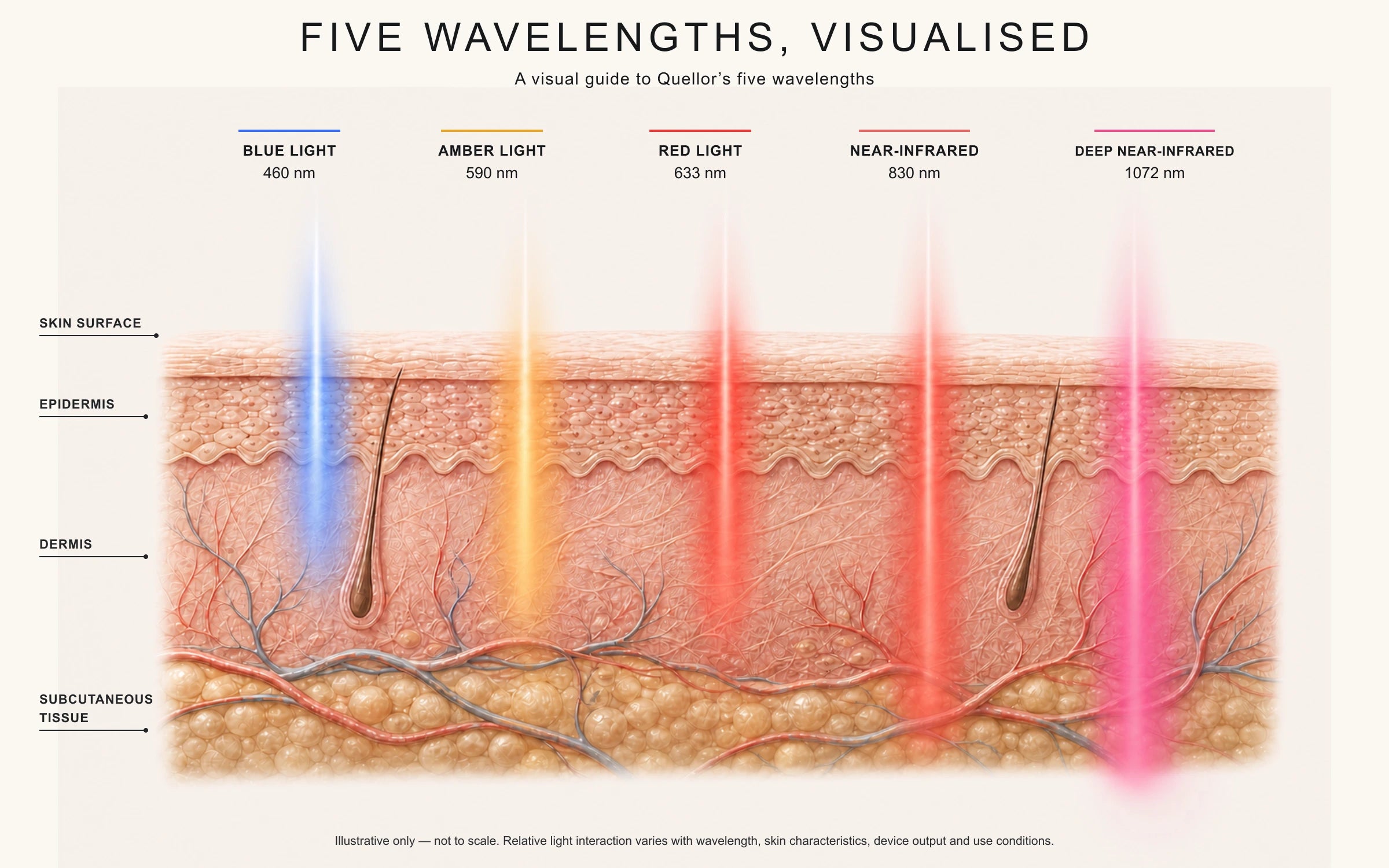 Illustrative cross-section showing Quellor's five wavelengths—460 nm Blue, 590 nm Amber, 633 nm Red, 830 nm Near-Infrared and 1072 nm Deep Near-Infrared—as diffuse light-interaction fields.